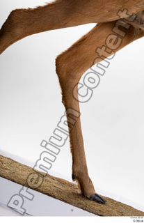 Deer Doe 2 leg 0004.jpg